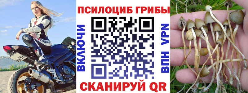 Псилоцибиновые грибы Cubensis  продажа наркотиков  Усть-Лабинск 
